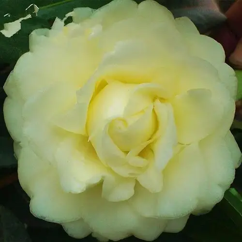 黄旗名贵稀有有龙岩种纯黄茶花室内外庭院种植时令草本花卉