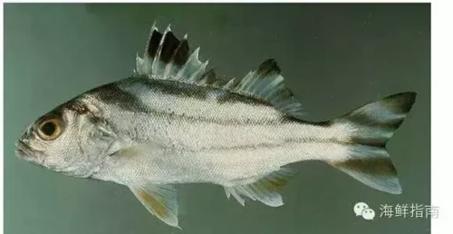 海里有什么鱼(海里常见的鱼)