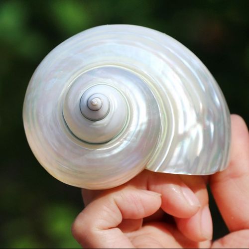 天然海螺贝壳白玉螺去皮白螺鱼缸水族造景寄居蟹卷贝鱼替换繁殖壳