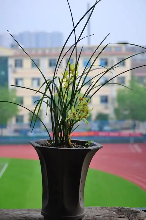 秦岭兰花---蕙兰