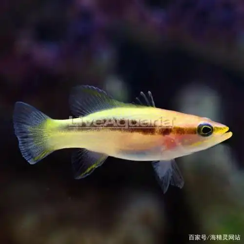 这条平平无奇的小鱼十年居然涨了1000美元?