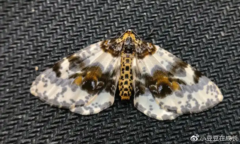 金星尺蛾 abraxas sp.