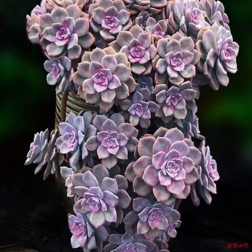 紫乐老桩多肉小苗悬崖造型桩子露养室外阳台多肉植物