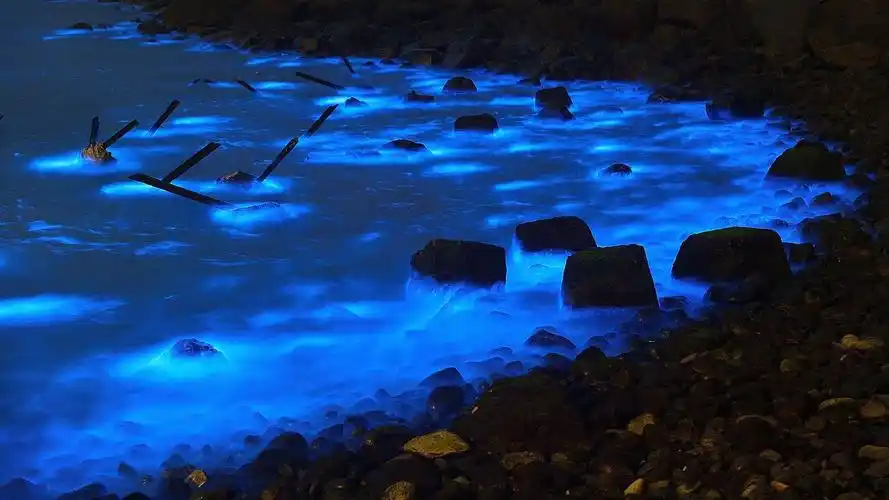 每到夏天,台海水面便会出现"蓝眼泪"奇观,美得不可方物