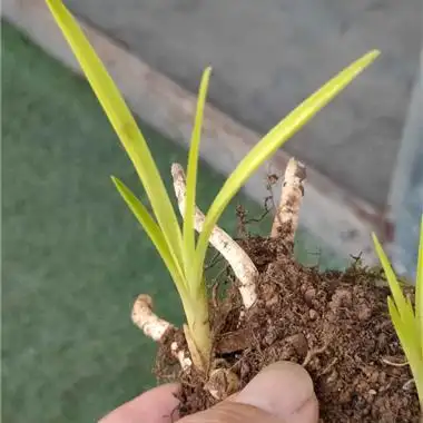 才下坡惠兰龙根黄草黄心 - 中国兰花交易网