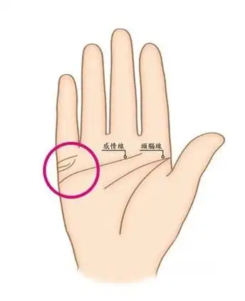 感情线上方   小指正下方的画圈部位   就是婚姻线