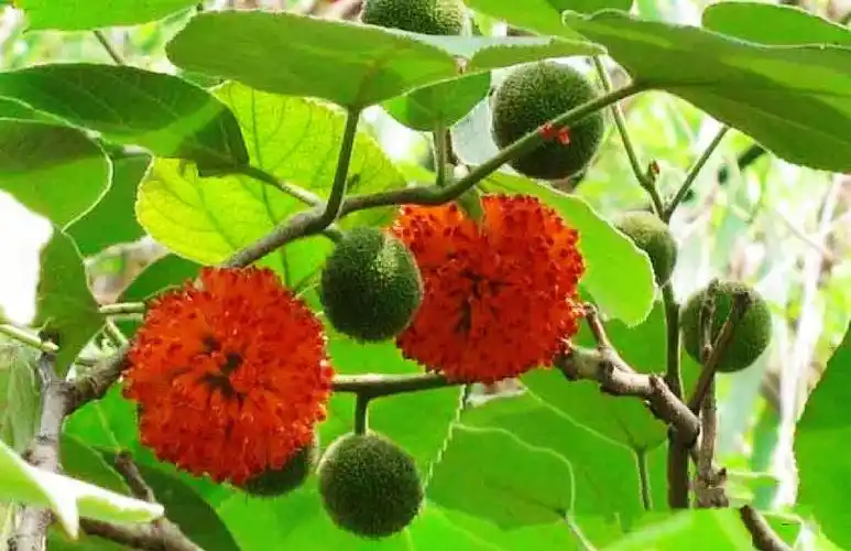 4/构树(学名:broussonetia papyrifera)