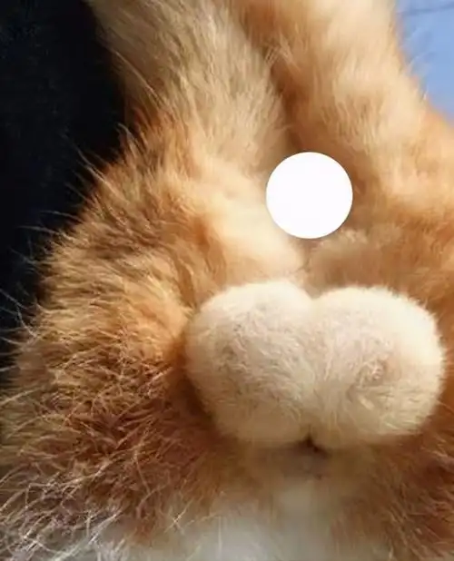 猫咪的蛋蛋居然可以那么可爱!网友:污了