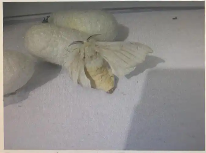 直到有一天放学回家,奶奶让我看,哇,飞蛾出来了!