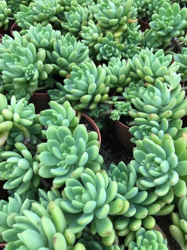 春萌多头老桩手捧花群生春萌老桩 多肉植物办公室防辐射盆栽