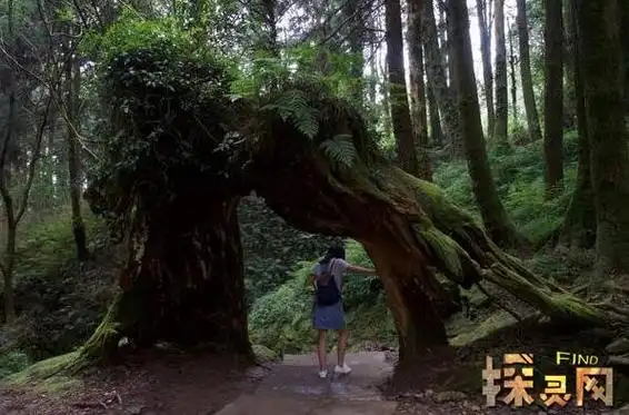 世界上最恐怖的吸血树把人缠住吸其血液致死残忍至极