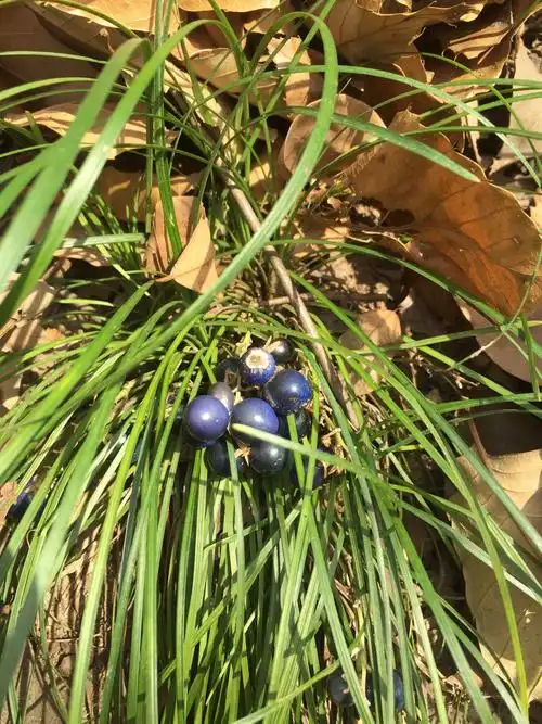 蓝蓝的果子结了一估堆.是不是沿阶草?