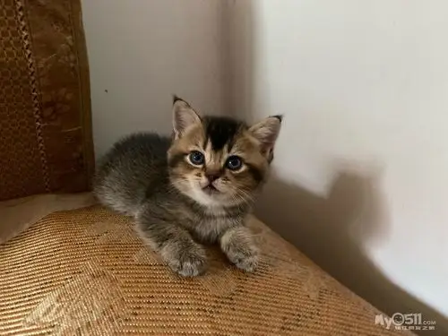 黑金渐层出售 [广告推广]