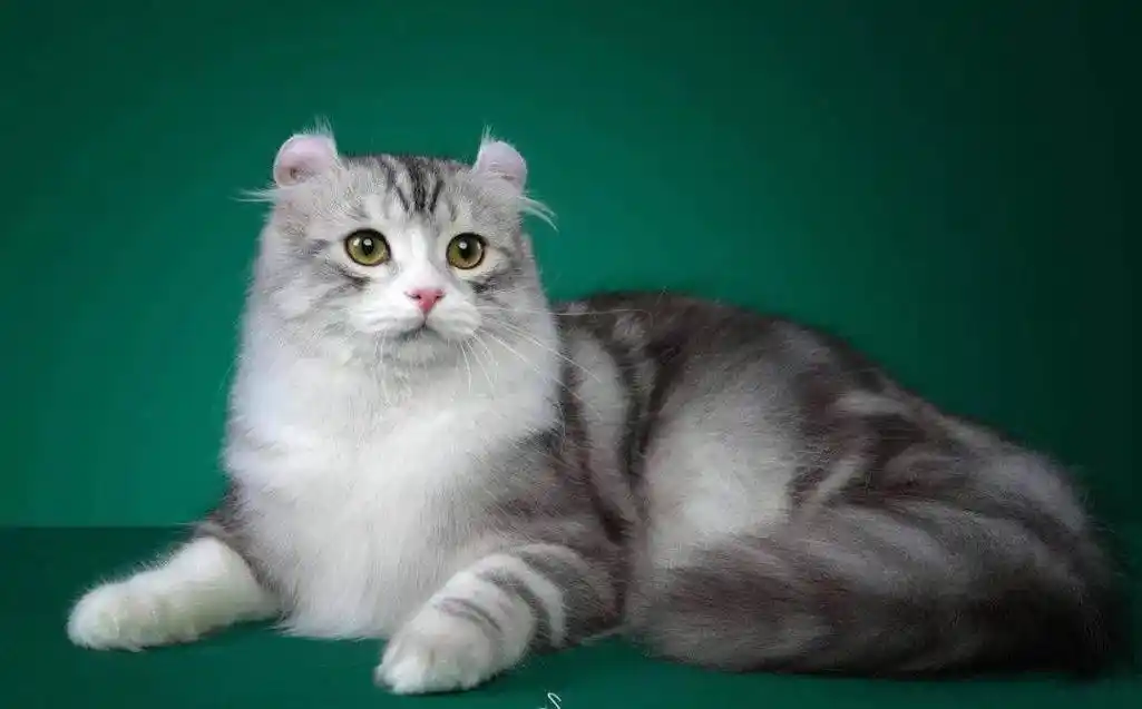 必看ice美国卷耳猫品种标准新版