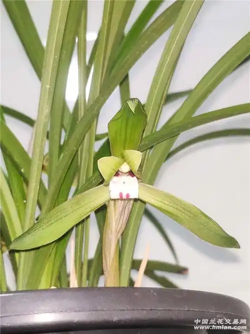 超大锯齿春兰-春兰篇-中国兰花交易网社区