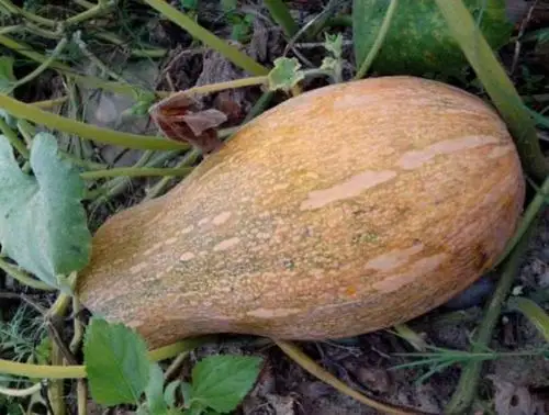 南瓜- 热门商品专区