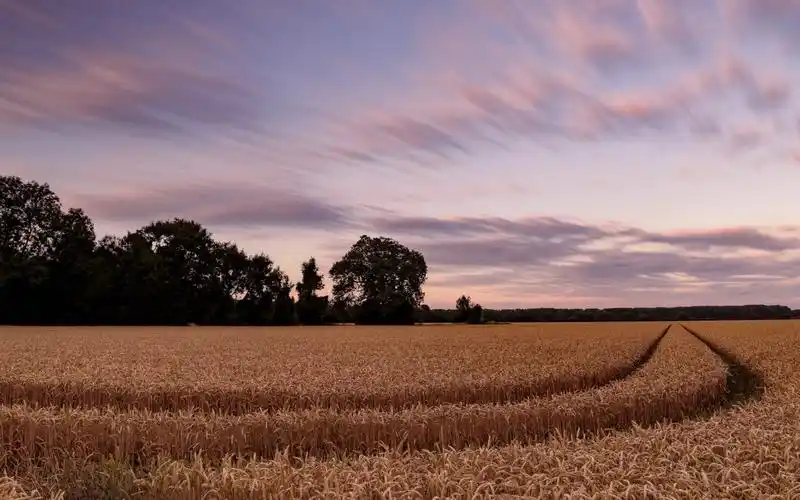 秋季金色的麦田风景,高清图片,电脑桌面-壁纸族