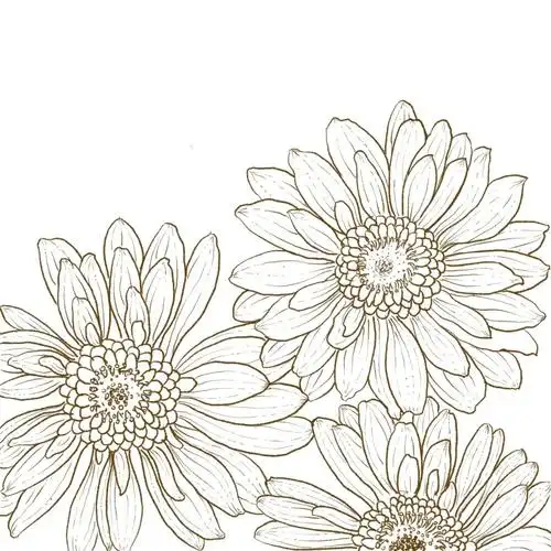 非洲菊线稿