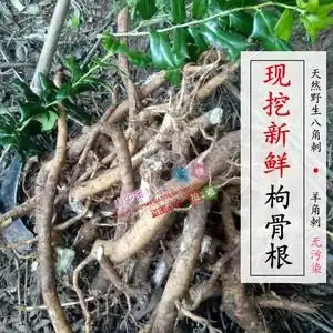 新鲜枸骨根500克现挖 野生药材八角刺根羊角刺根 新鲜枸骨根包邮