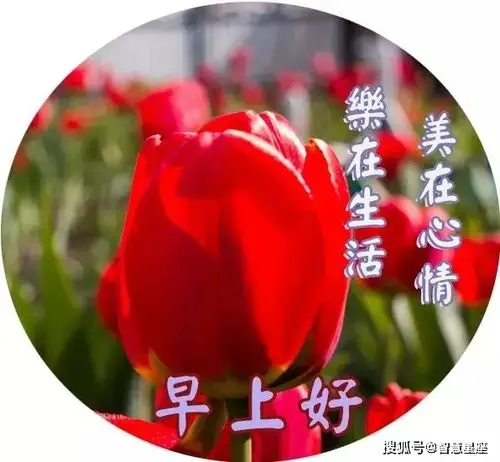 6月16日微信全新版早上好祝福图片 朋友圈优美的早上好问候语带表情