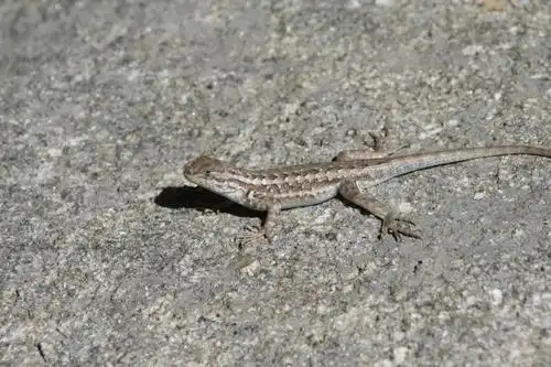 蜥蜴,爬虫类,自然,小,动物,爬行动物,野生动物