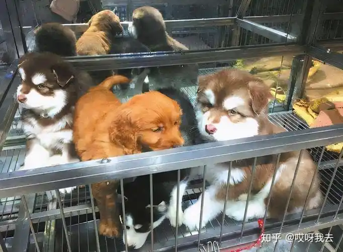 2021年宠物店最好卖的7种狗便宜又好养