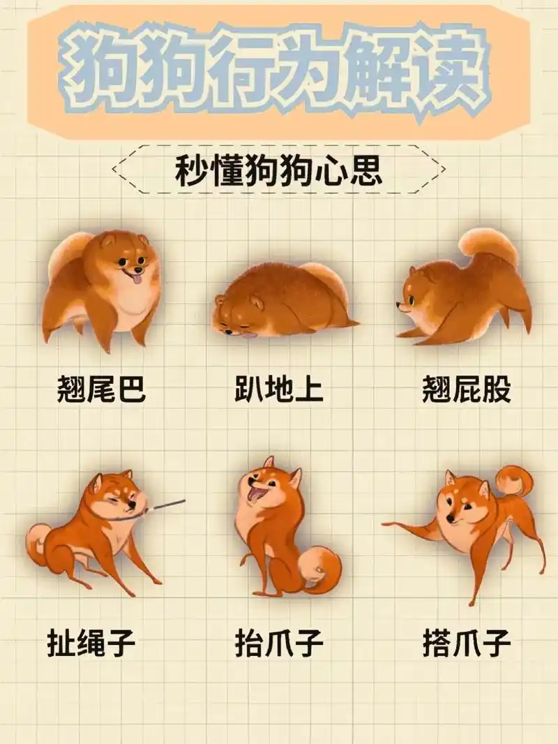 狗狗行为解读,学会秒懂狗狗心思98.#图文伙伴计划 #狗子成 - 抖音