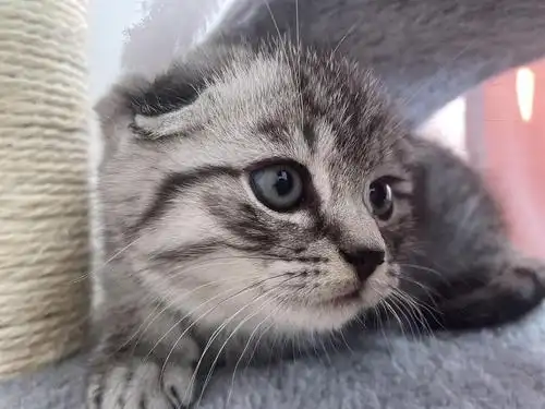 我家的美短折耳喵