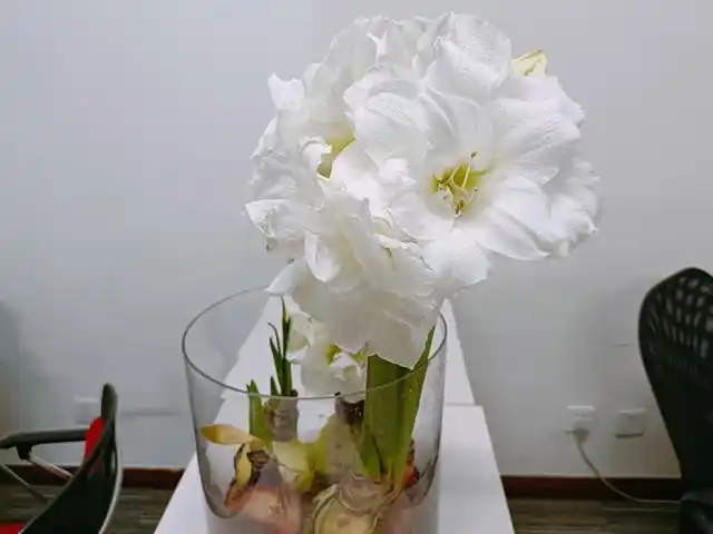 进口朱顶红种球的水培种植要点