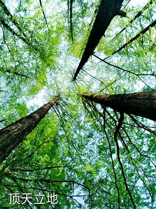 水杉树,(顶天立地)