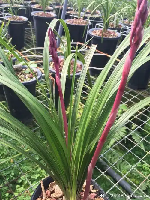 刚刚**的红香妃,大红花,颜色太诱人了-蕙兰篇-中国兰花交易网社区