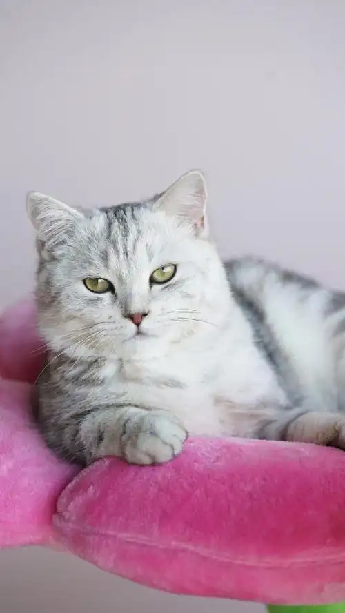 猫咪喜欢"挨着你"睡觉,不只是爱你,而是有这些原因