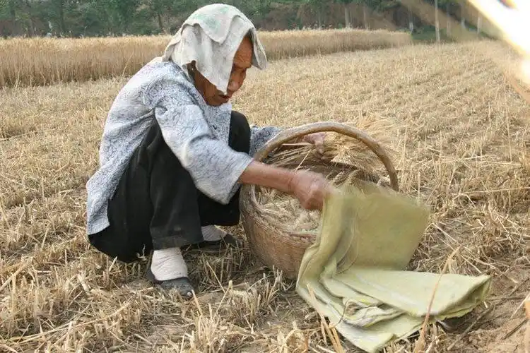 农村孕妇孕期一直干活, 临到生产被送到医院, 婆婆骂孕妇大意