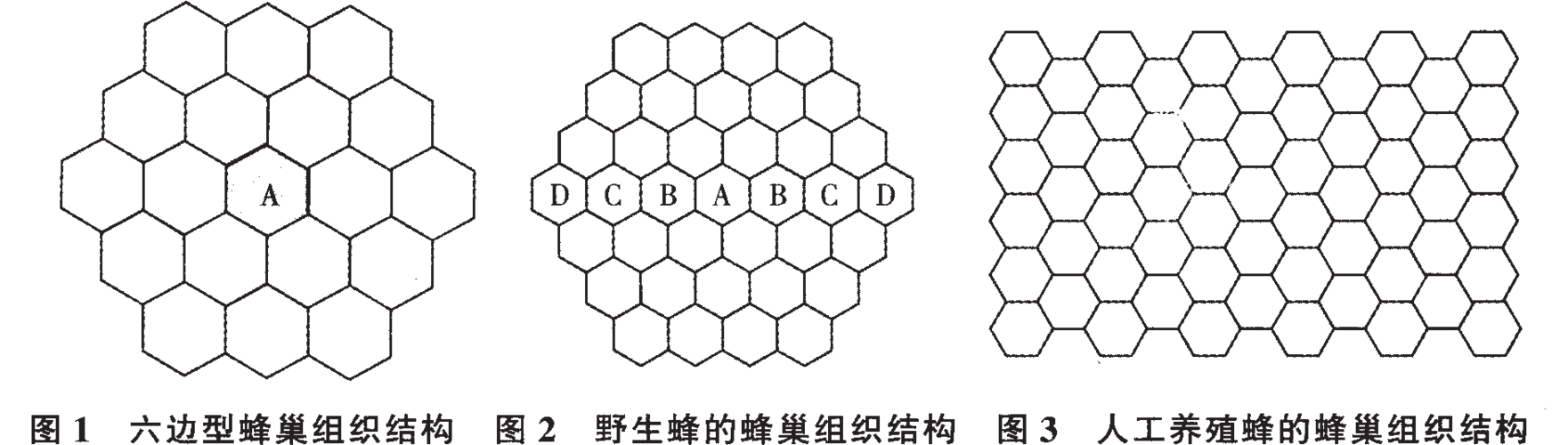 产业集群_蜂巢型结构_形态的实证分析