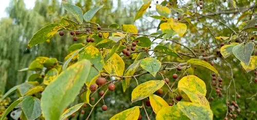 朴树红果子现在,每当带二宝看见这种树木时,看见那红红的果子,还是忍