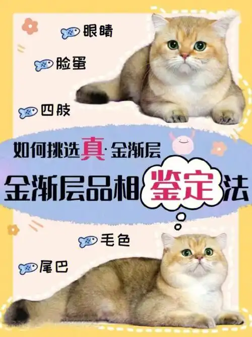 如何挑选真金渐层辨别大法