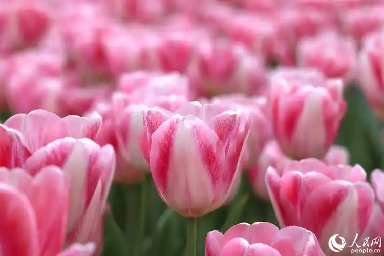 成片粉色郁金香浪漫氛围拉满.人民网记者 陈博摄