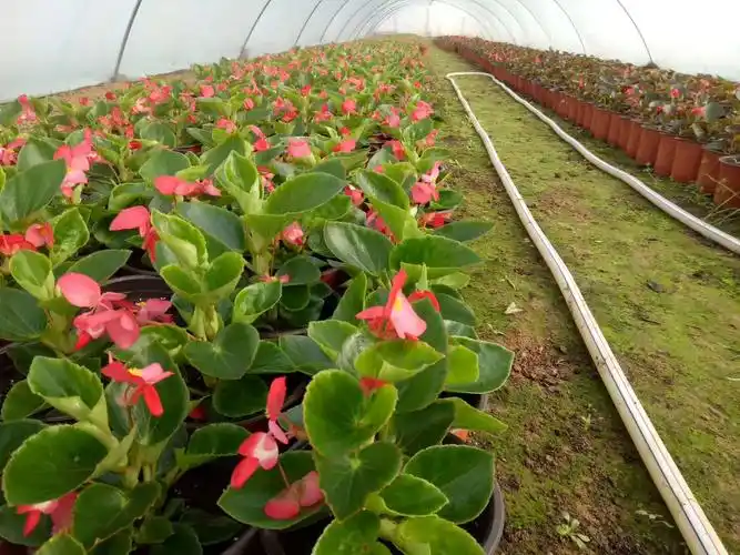 陕西草花基地草花育种和草坪育种的分类