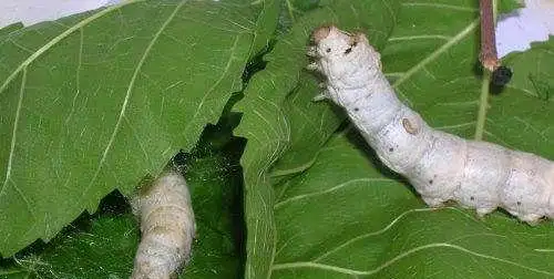 蚕宝宝的生长过程图片,蚕一生的生长过程简写是什么意思图8