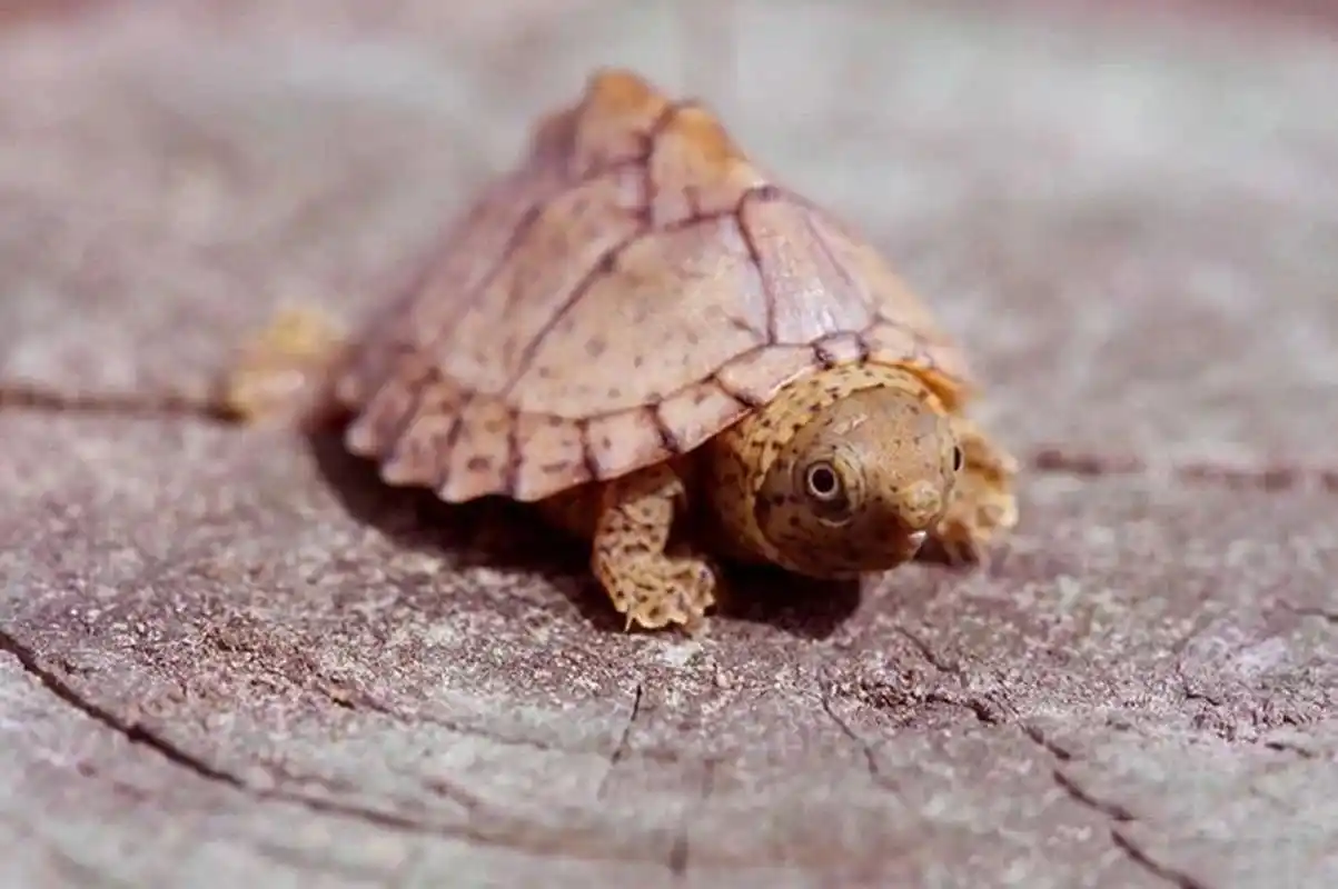 剃刀龟丨刀锋战士 剃刀龟(学名:kinosternon carinatus