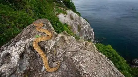 世界最唯一的"蛇岛", 岛上生活43万条毒蛇, 没人敢去这个岛上!