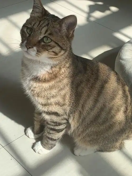 白餐巾白手套的狸花猫能有多漂亮