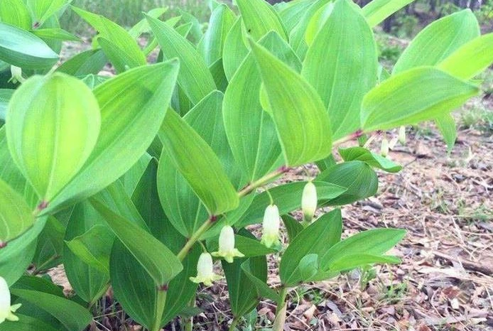 黄精叶子长什么样?