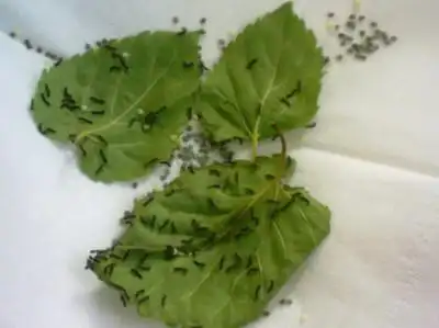 刚出生的蚕宝宝长什么样,照片