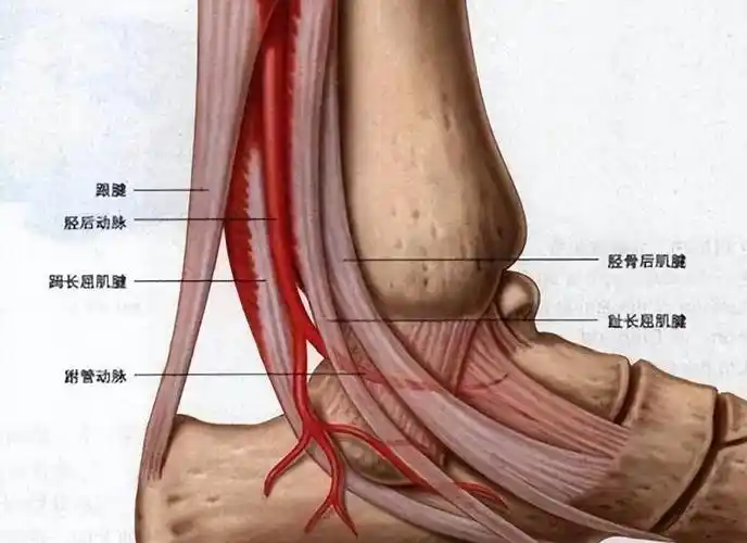 商丘_中封_临床
