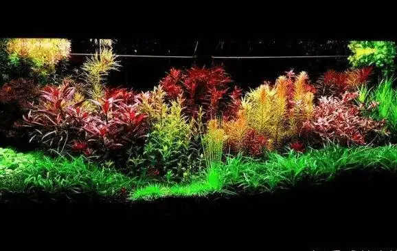 2米荷兰景草缸案例赏析_水草_造景_生态