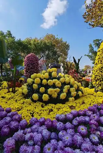 金秋好季节,又到赏菊时 2020年南通市唐闸公园菊花展