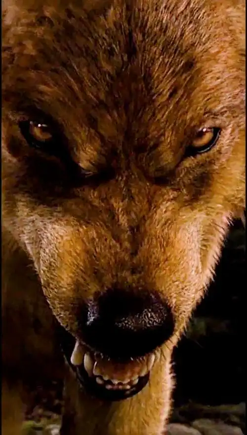 你们知道狼王是怎么选出来的吗?#狼 #高清