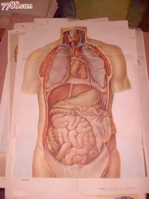 人体解剖生理学教学挂图14张