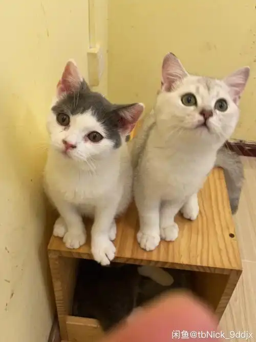 英短蓝白蓝白短腿乳白银渐层特价啦